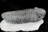 Large Drotops Trilobite With Great Eyes #41822-7
